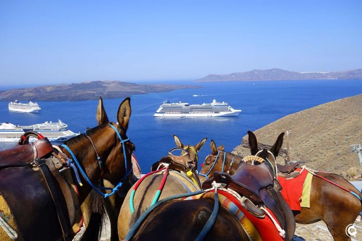 Embouteillage d&#039;ânes à Fira