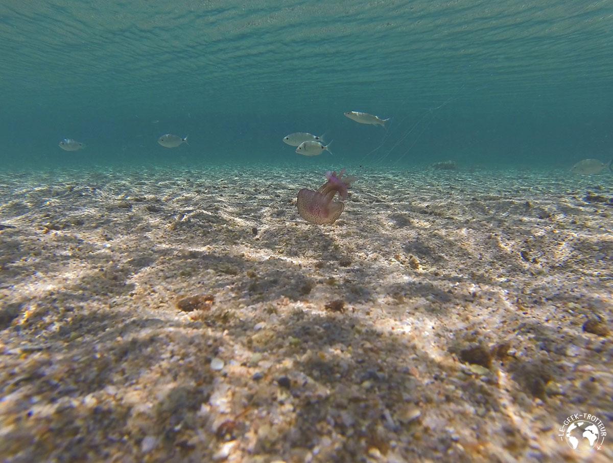 Méduse sur la plage des îles Lavezzi