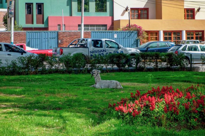 Un lama dans les rues d&#039;Arequipa