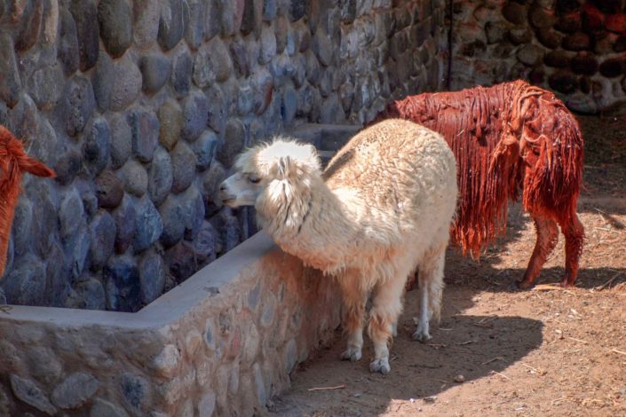 Le moulin de Sabendia à Arequipa