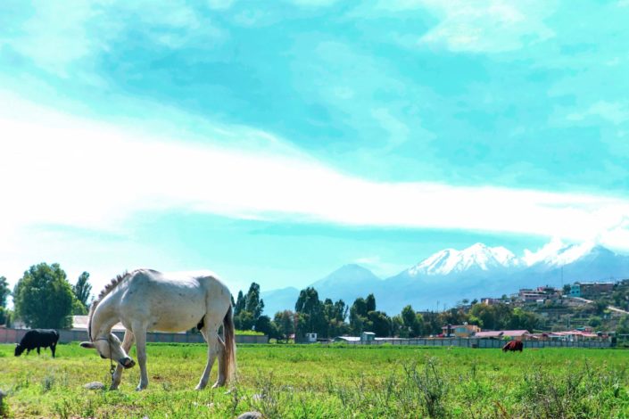 Le moulin de Sabendia à Arequipa