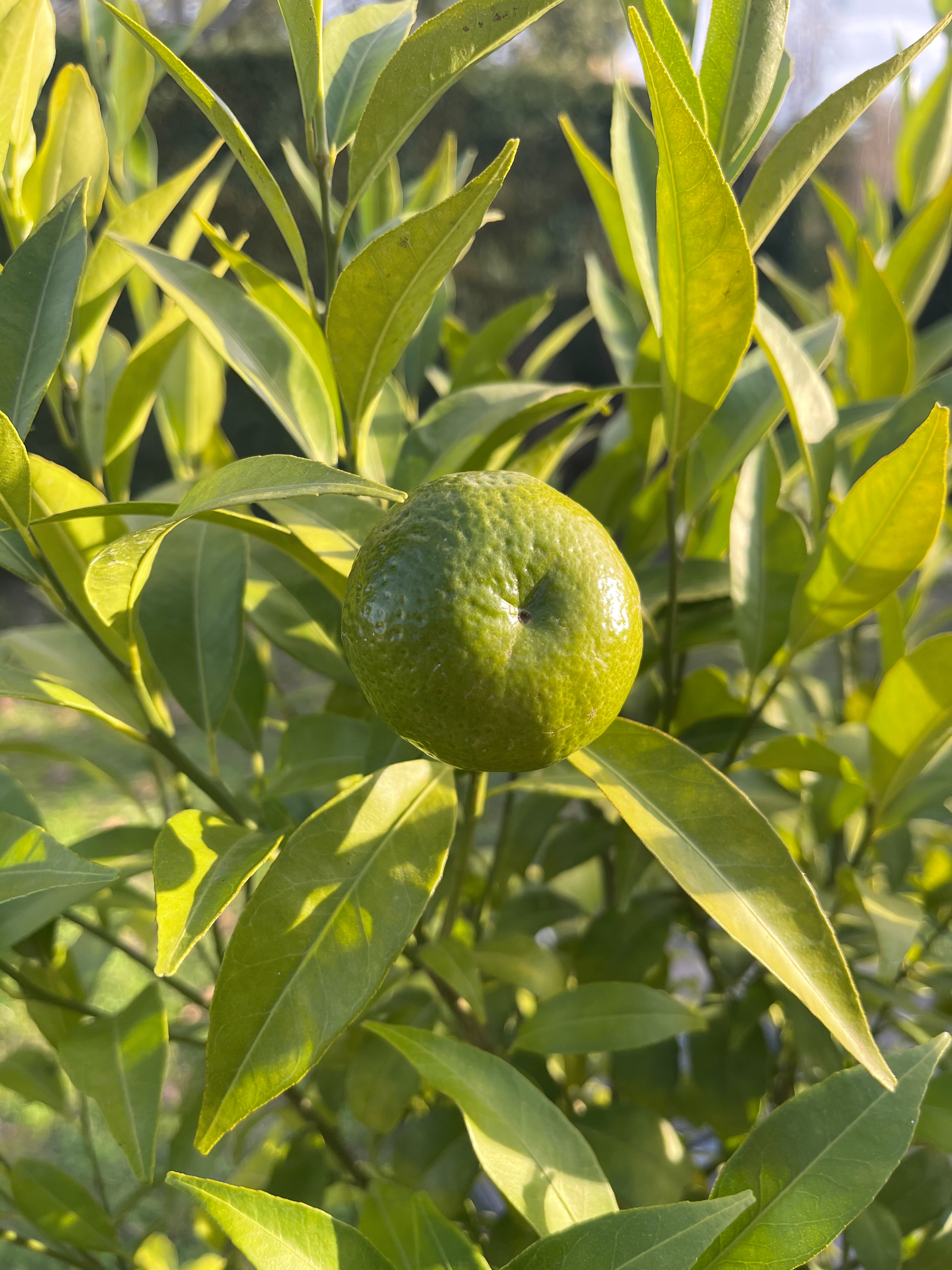 Macro iPhone 12 Pro Max