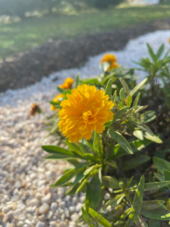 Macro iPhone 12 Pro Max
