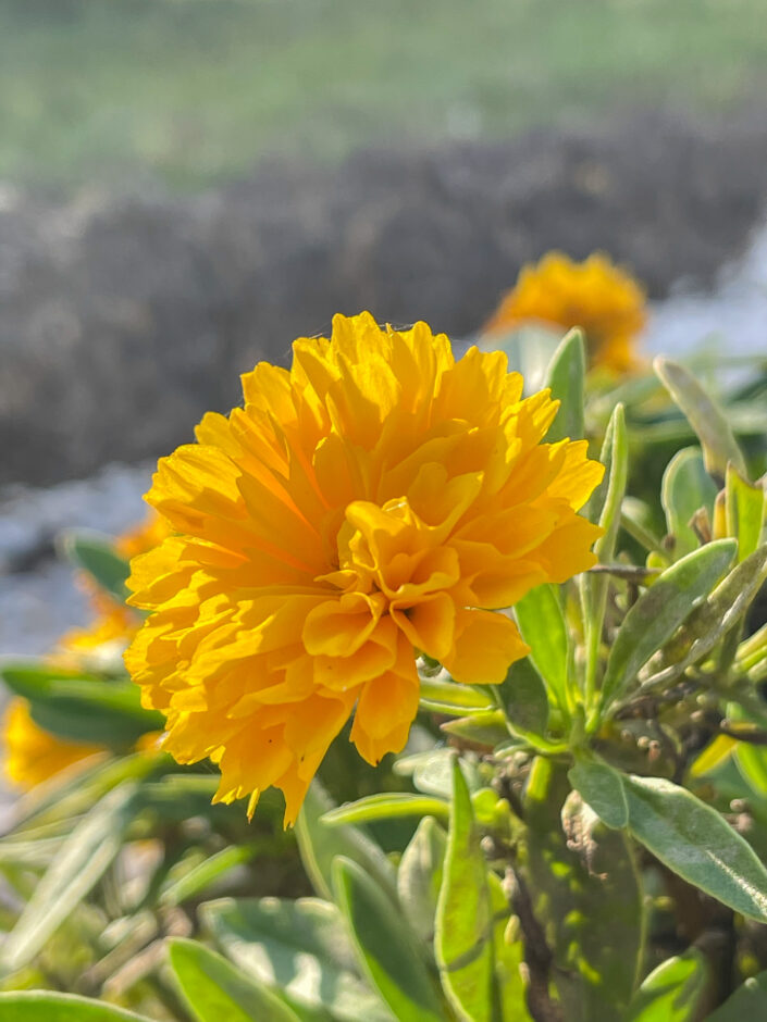 Macro iPhone 12 Pro Max