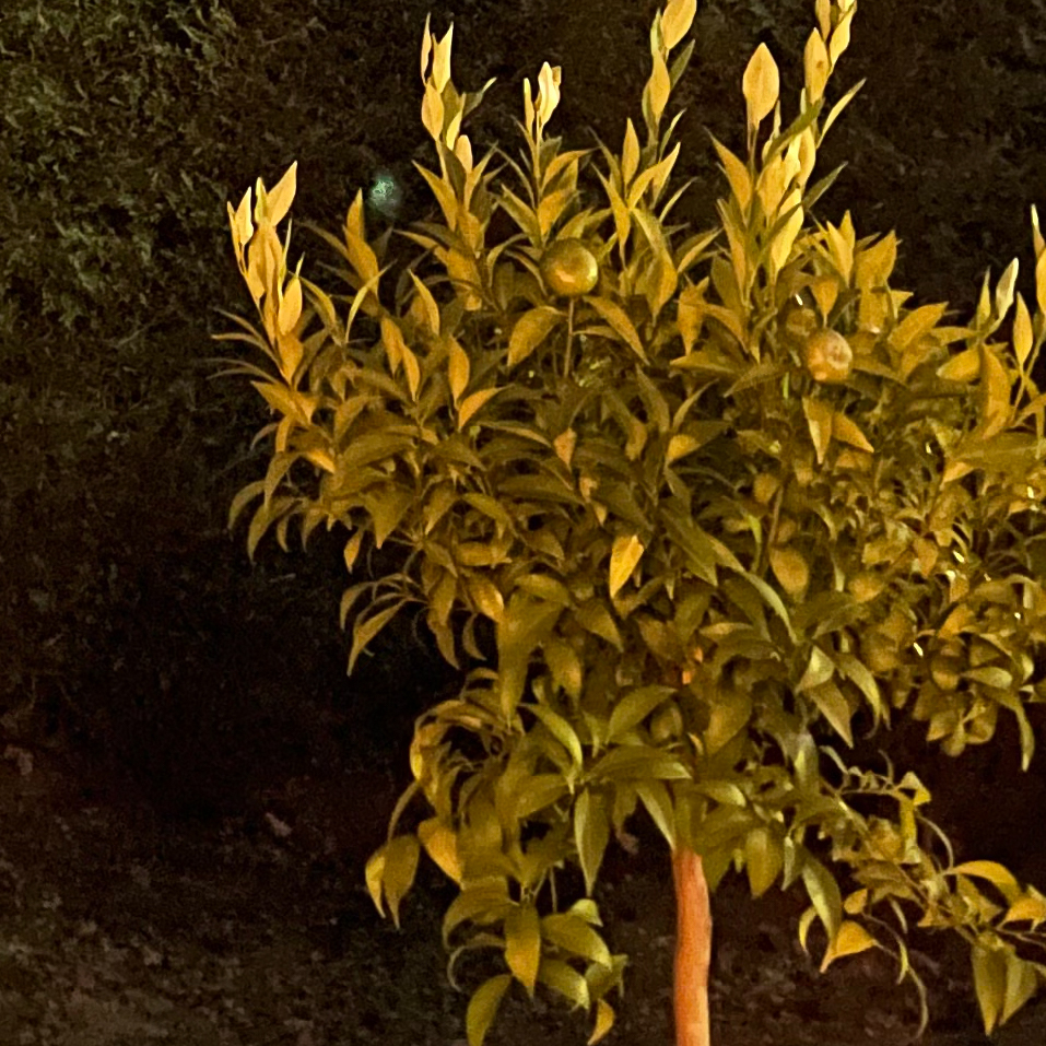 Photo de nuit prise à l'Phone 12 Pro Max - CROP